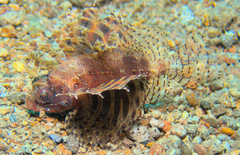 Dendrochirus brachypterus