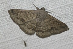 Ericeia sobria
