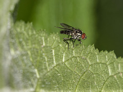 Hylemya latevittata