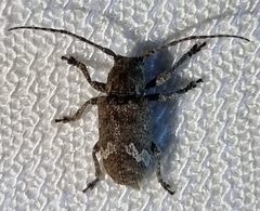Prosoplus bankii