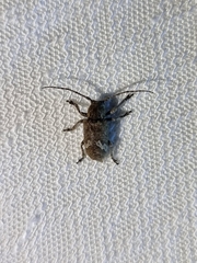 Prosoplus bankii