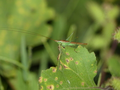 Conocephalus conocephalus