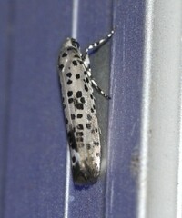 Yponomeuta pustulellus