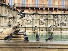 Columba livia domestica