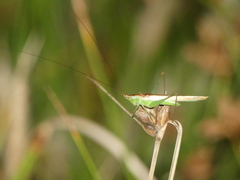 Conocephalus conocephalus