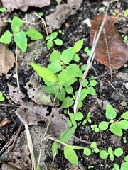 Microstegium vimineum