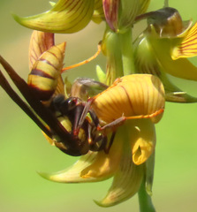 Polistes major major