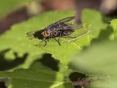 Calliphora splendens
