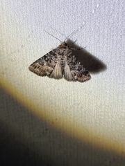 Condica aroana