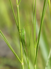Conocephalus conocephalus