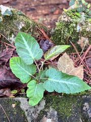 Rubus corchorifolius