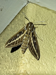 Hyles livornicoides