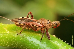 Rhynocoris