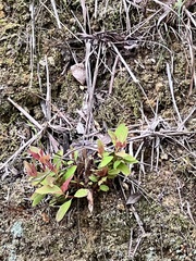 Hypericum androsaemum