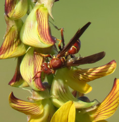 Polistes dorsalis dorsalis