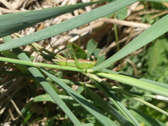 Conocephalus conocephalus