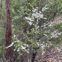 Leptospermum