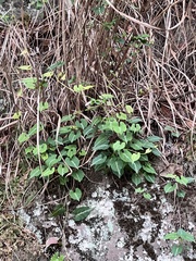 Reynoutria multiflora