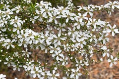 Leptospermum