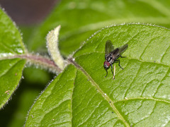 Hylemya latevittata