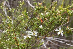 Leptospermum