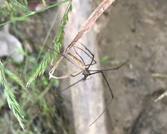 Tetragnatha elongata