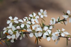 Leptospermum