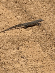 Varanus rosenbergi