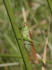 Conocephalus dorsalis
