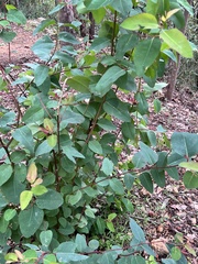 Eucalyptus robusta