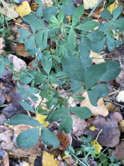Medicago sativa