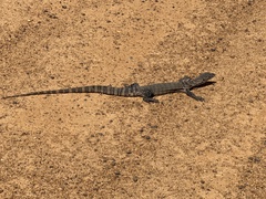 Varanus rosenbergi