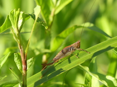 Conocephalus dorsalis
