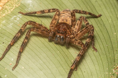 Heteropoda tetrica
