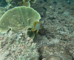 Chelmon marginalis