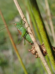 Conocephalus dorsalis