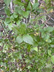 Ligustrum ovalifolium