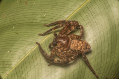 Heteropoda tetrica