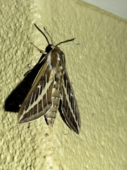 Hyles livornicoides