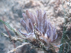 Phyllodesmium