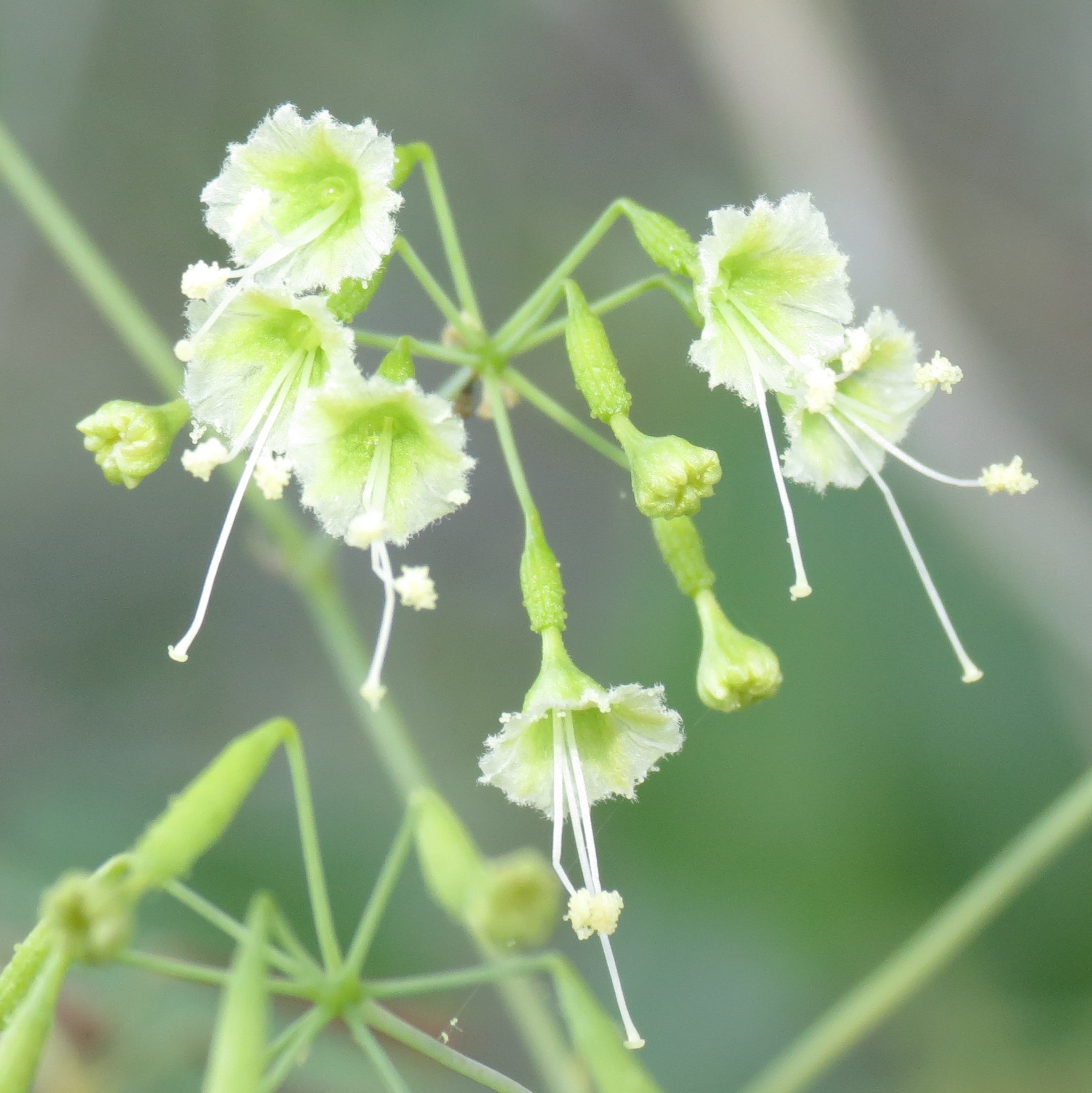 Commicarpus scandens