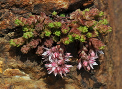 Sedum anglicum
