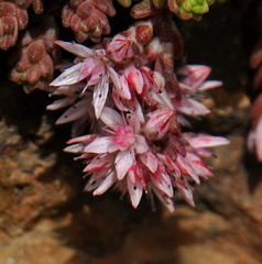 Sedum anglicum