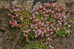 Sedum anglicum