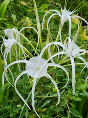 Hymenocallis