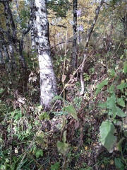 Cicerbita macrophylla uralensis