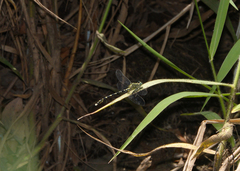 Hemigomphus comitatus