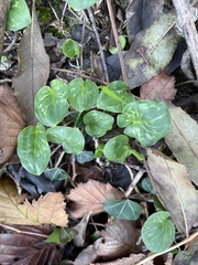 Arum italicum