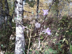 Cicerbita macrophylla uralensis