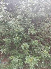 Schinus terebinthifolia